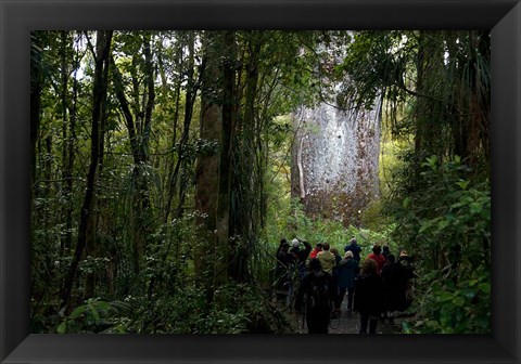 Framed Tane Mahuta, Giant Kauri tree in Waipoua Rainforest, North Island, New Zealand Print