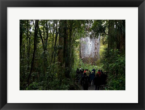 Framed Tane Mahuta, Giant Kauri tree in Waipoua Rainforest, North Island, New Zealand Print