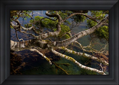 Framed New Zealand, Silver Beech tree branches Print