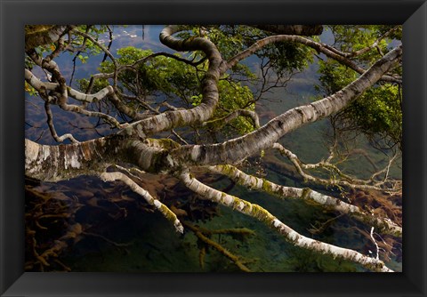 Framed New Zealand, Silver Beech tree branches Print
