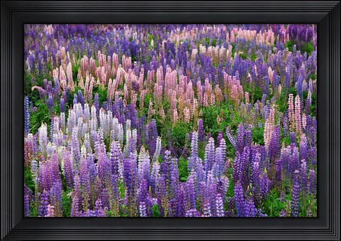 Framed Lupine flowers in Fiordland National Park, South Island, New Zealand Print
