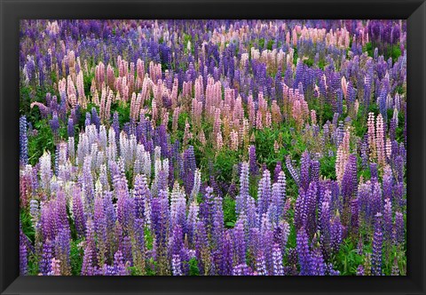 Framed Lupine flowers in Fiordland National Park, South Island, New Zealand Print