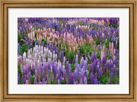 Framed Lupine flowers in Fiordland National Park, South Island, New Zealand Print