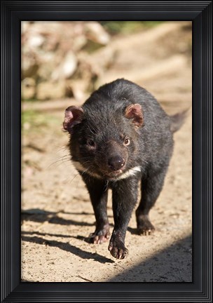 Framed Australia, Tasmanian Devil wildlife Print