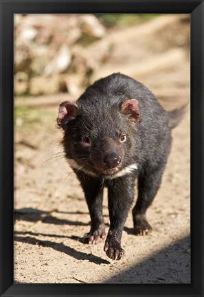 Framed Australia, Tasmanian Devil wildlife Print