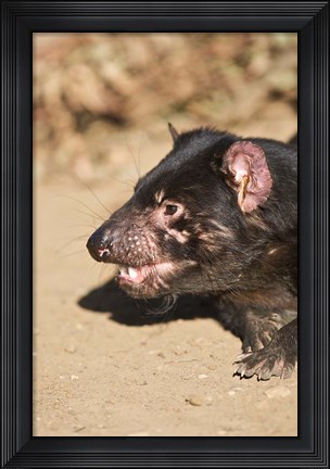 Framed Head of Tasmanian Devil Print