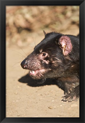 Framed Head of Tasmanian Devil Print