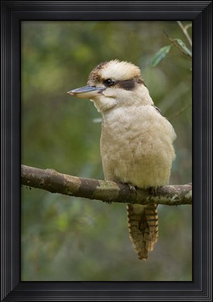 Framed Kookaburra Bird, Tasmania, Australia Print