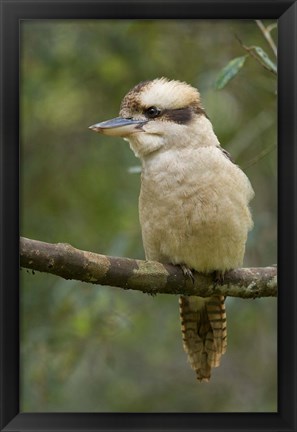 Framed Kookaburra Bird, Tasmania, Australia Print