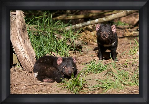 Framed Pair of Tasmanian Devils Print