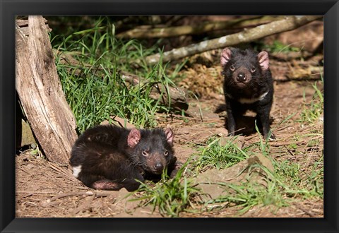 Framed Pair of Tasmanian Devils Print