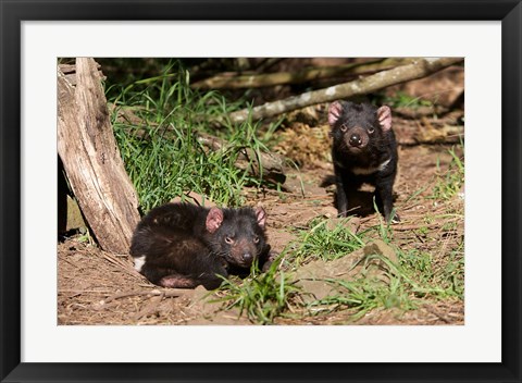 Framed Pair of Tasmanian Devils Print