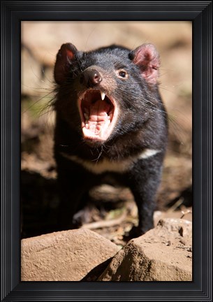 Framed Angry Tasmanian Devil Print