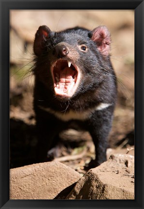 Framed Angry Tasmanian Devil Print