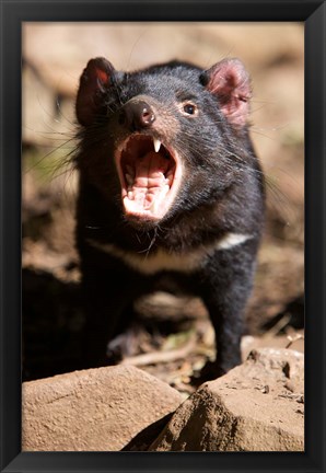 Framed Angry Tasmanian Devil Print