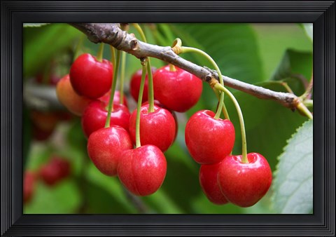 Framed Cherries, Orchard near Cromwell, Central Otago, South Island, New Zealand Print
