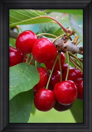 Framed Cherry Orchard, Central Otago, South Island, New Zelaland Print