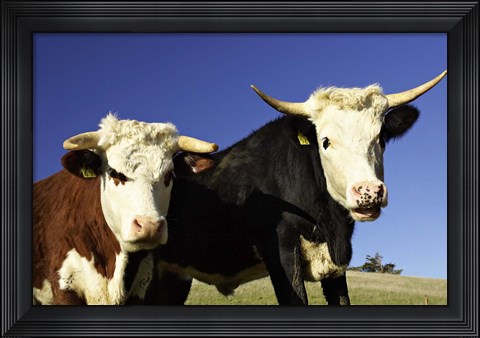 Framed Dairy Cows, New Zealand Print