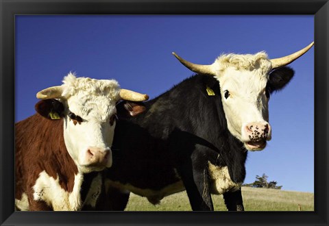 Framed Dairy Cows, New Zealand Print