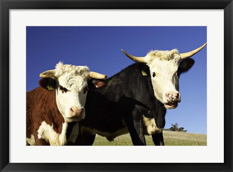 Framed Dairy Cows, New Zealand Print