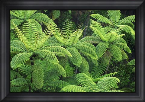 Framed Ferns, AH Reed Memorial Kauri Park, Whangarei, Northland Print
