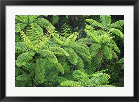 Framed Ferns, AH Reed Memorial Kauri Park, Whangarei, Northland Print