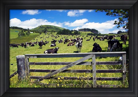Framed Gate and Dairy Farm near Kaikohe, Northland, New Zealand Print