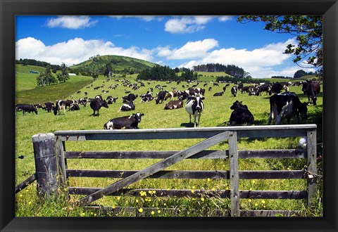 Framed Gate and Dairy Farm near Kaikohe, Northland, New Zealand Print