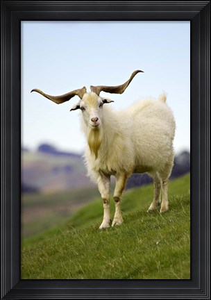 Framed Goat, Taieri, near Dunedin, South Island, New Zealand Print