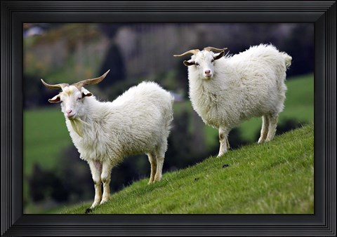 Framed Pair of Goats, Taieri, South Island, New Zealand Print