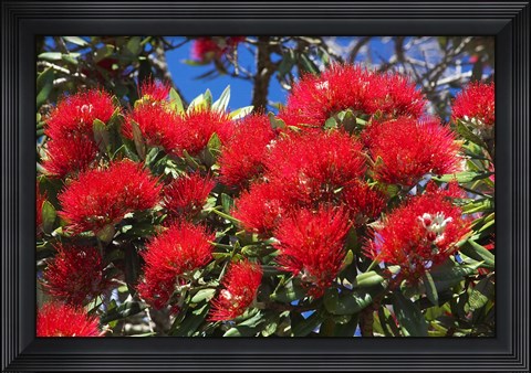 Framed Pohutukawa Flowers Print