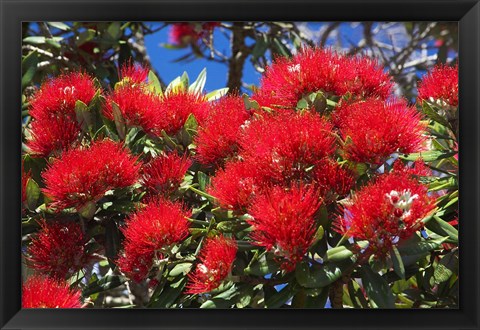 Framed Pohutukawa Flowers Print