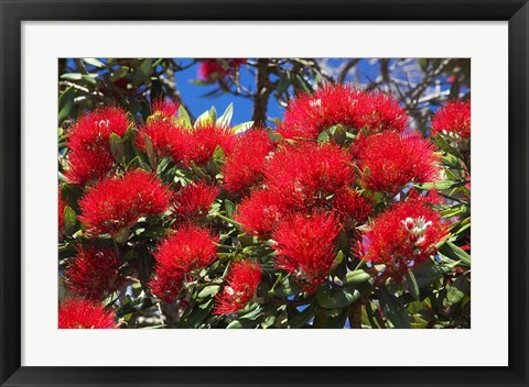 Framed Pohutukawa Flowers Print