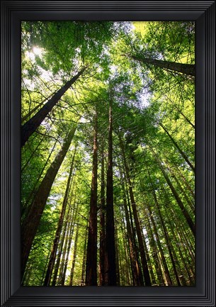 Framed Redwood Forest, Rotorua, New Zealand Print