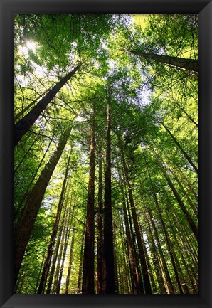 Framed Redwood Forest, Rotorua, New Zealand Print