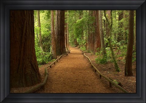 Framed Path through Redwood Forest, Rotorua, New Zealand Print