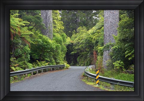 Framed Road between Kauri Trees, Waipoua Kauri Forest, Northland, New Zealand Print
