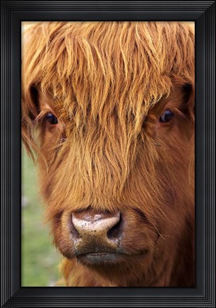 Framed Scottish Cow, Deer Park Heights, Queenstown, South island, New Zealand Print