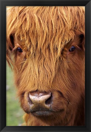 Framed Scottish Cow, Deer Park Heights, Queenstown, South island, New Zealand Print