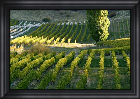 Framed Felton Road Vineyard, Bannockburn, Central Otago, South Island, New Zealand Print