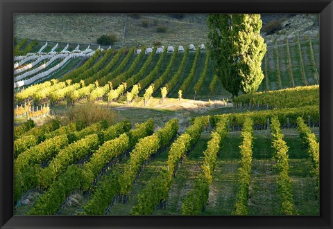 Framed Felton Road Vineyard, Bannockburn, Central Otago, South Island, New Zealand Print