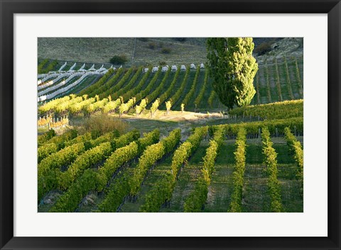 Framed Felton Road Vineyard, Bannockburn, Central Otago, South Island, New Zealand Print