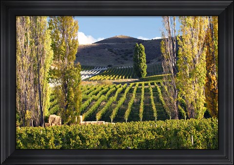Framed Felton Road Vineyard, Bannockburn, South Island, New Zealand Print