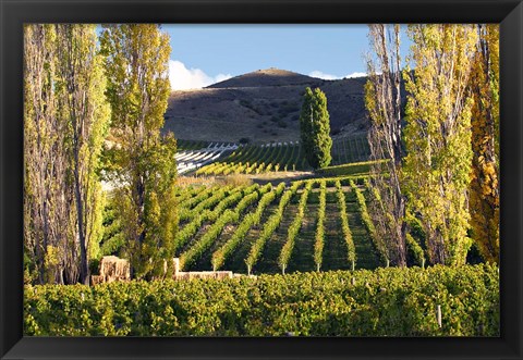 Framed Felton Road Vineyard, Bannockburn, South Island, New Zealand Print