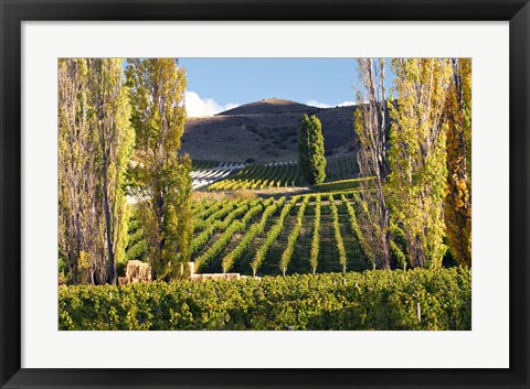 Framed Felton Road Vineyard, Bannockburn, South Island, New Zealand Print