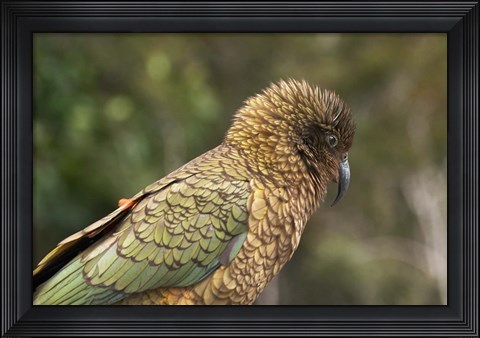 Framed Kea, New Zealand Alpine Parrot, South Island, New Zealand Print