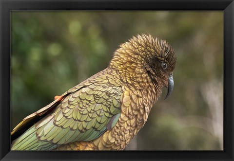 Framed Kea, New Zealand Alpine Parrot, South Island, New Zealand Print