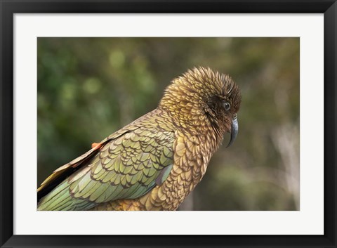 Framed Kea, New Zealand Alpine Parrot, South Island, New Zealand Print