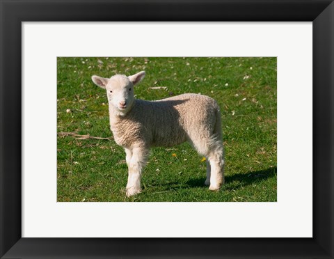 Framed New Lamb, South Island, New Zealand Print