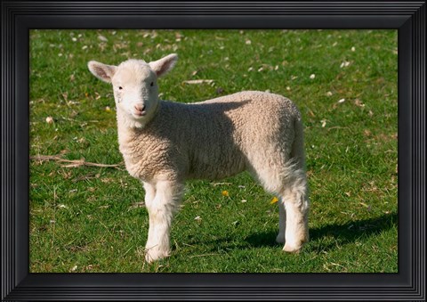 Framed New Lamb, South Island, New Zealand Print